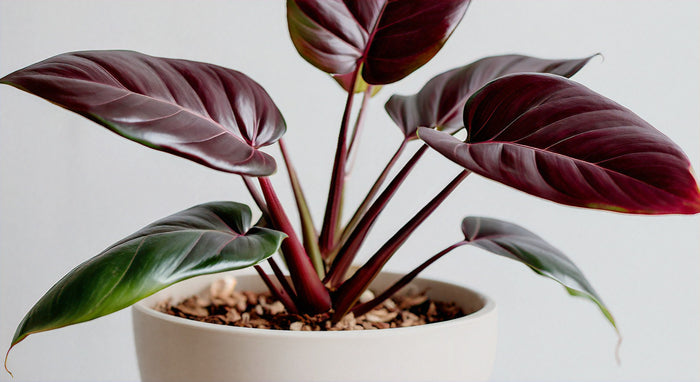 Burgundy Princess Philodendron: A Royal Addition to Your Indoor Garden