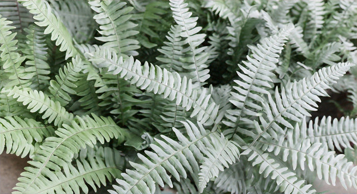 La Belleza de los Helechos de Hoja Plateada: Guía Completa para Amantes de Plantas de Interior