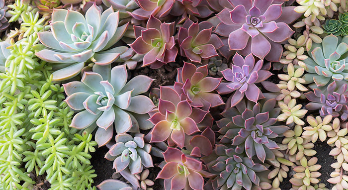 Unique Selection of Trailing Succulents Available for Purchase