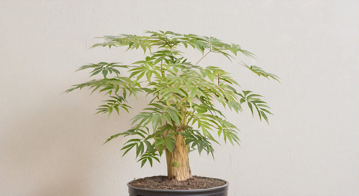 The Ultimate Guide to Ming Aralia Stump Care: Tips for Thriving Indoor Plants