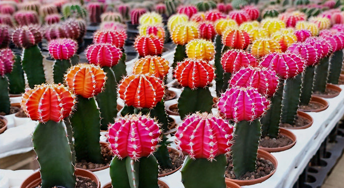 Best Places to Find Zygocactus for Sale: Your Ultimate Guide to Purchasing