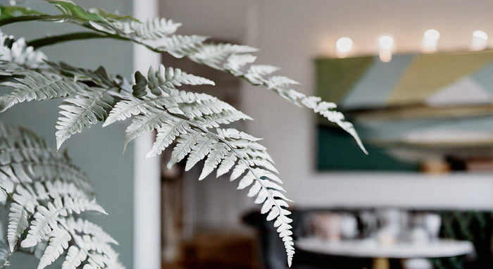 The Elegance of Silver Leaf Ferns: A Complete Care Guide for Indoor Plant Enthusiasts