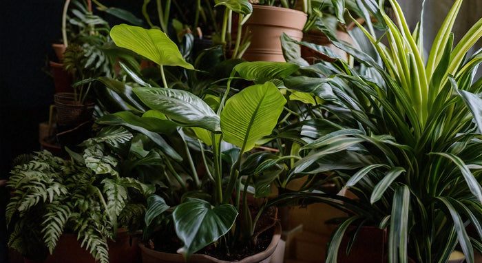 Mejores Plantas de Interior de Baja Luz: Guía Completa para una Decoración Verde
