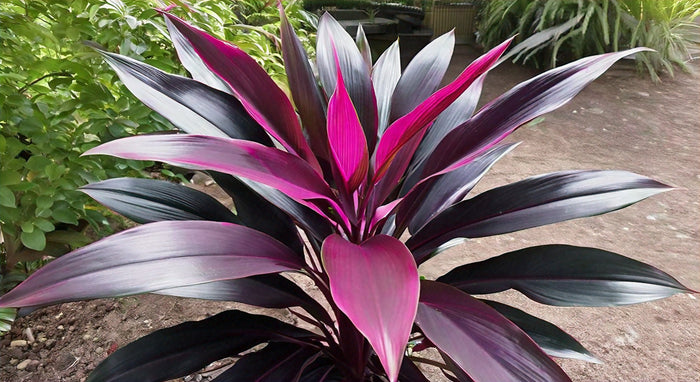 The Exquisite Beauty of Cordyline Calypso Queen: A Complete Care Guide