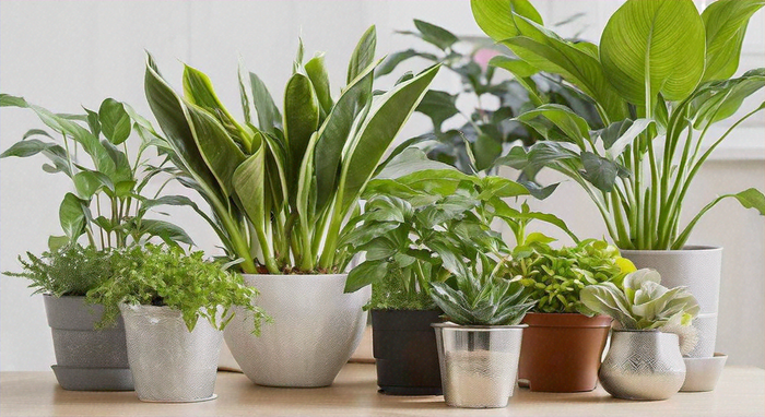 Las Mejores Plantas de Interior para la Producción de Oxígeno: Respira Aire Fresco en Casa