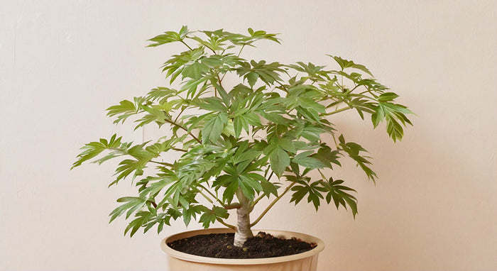 Guía Completa para el Tronco de Ming Aralia: Cómo Cuidar y Cultivar esta Planta de Interior