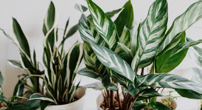 Efficace Controllo dei Fungus Gnats con BTI: Guida Completa