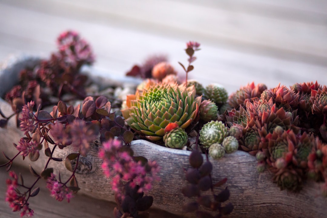 Top 10 Air-Purifying Indoor Plants for Cleaner Indoor Air