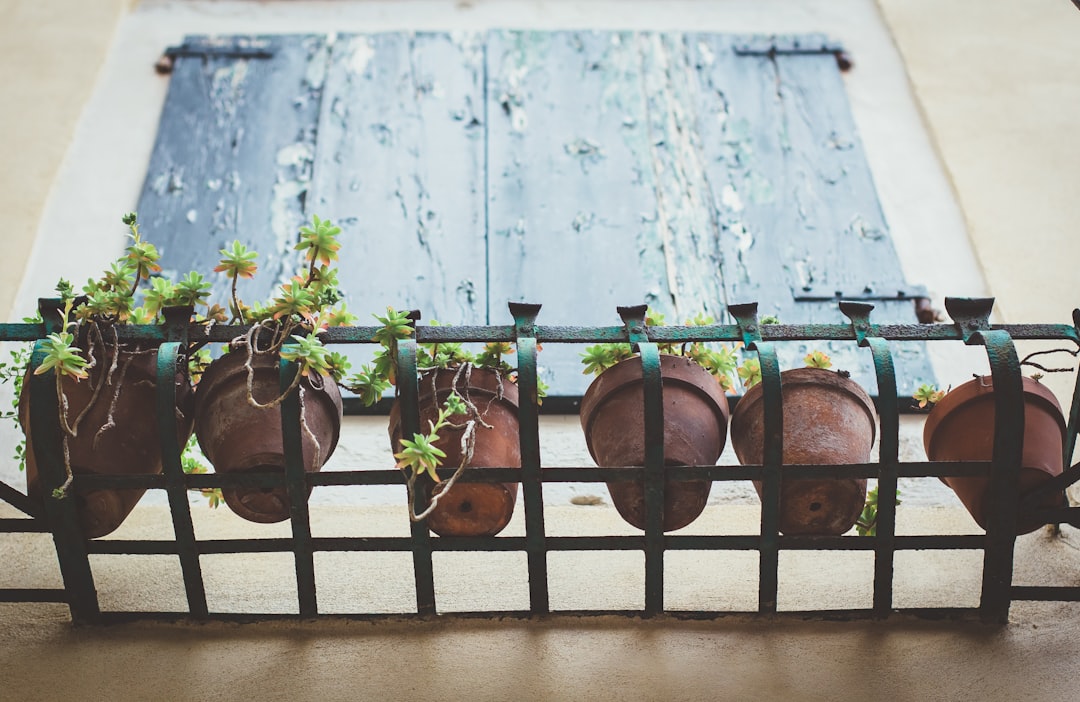 Effortless Plant Care Routine for Busy Urbanites