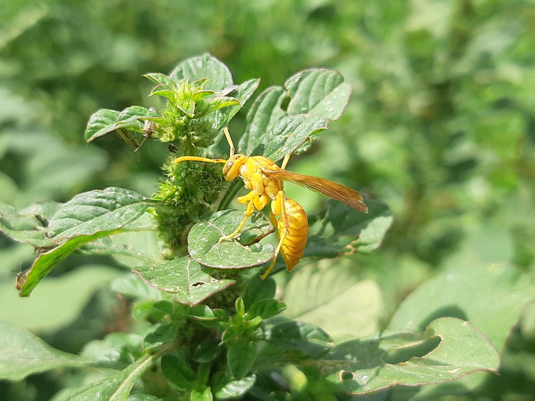 Ultimate Guide to Using Mosquito Dunks with BTI for Fungus Gnat Control