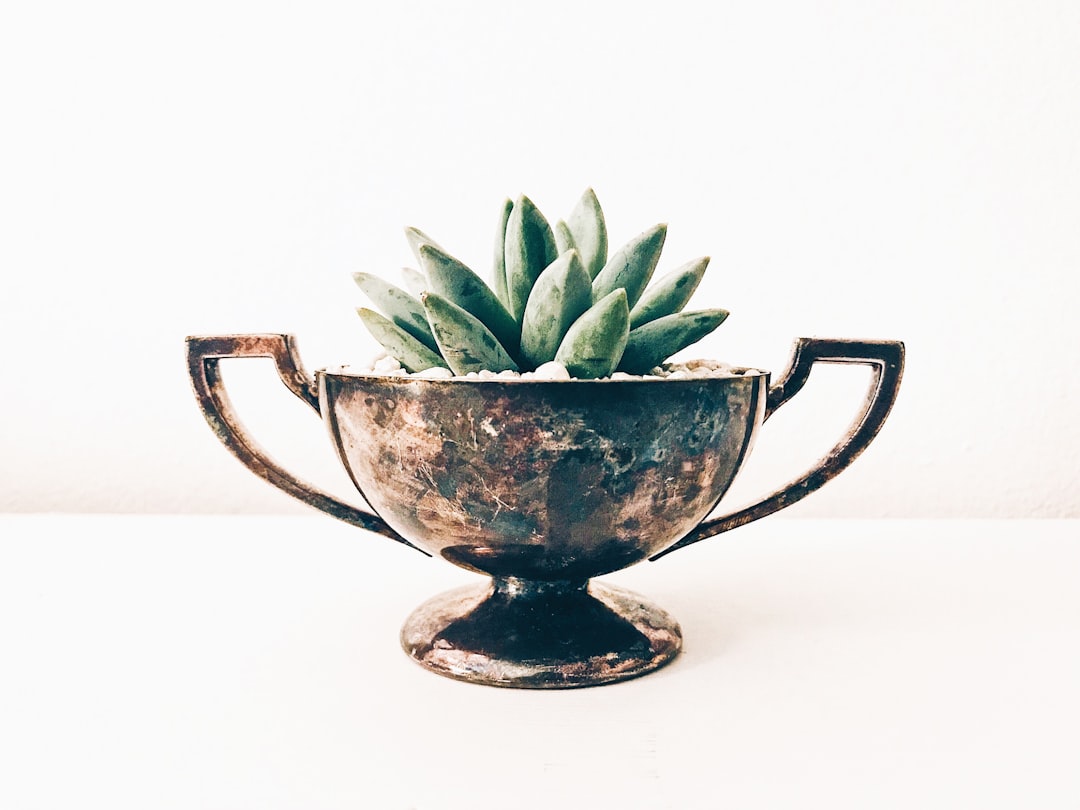 Ultimate Guide to Pet-Friendly Indoor Plants