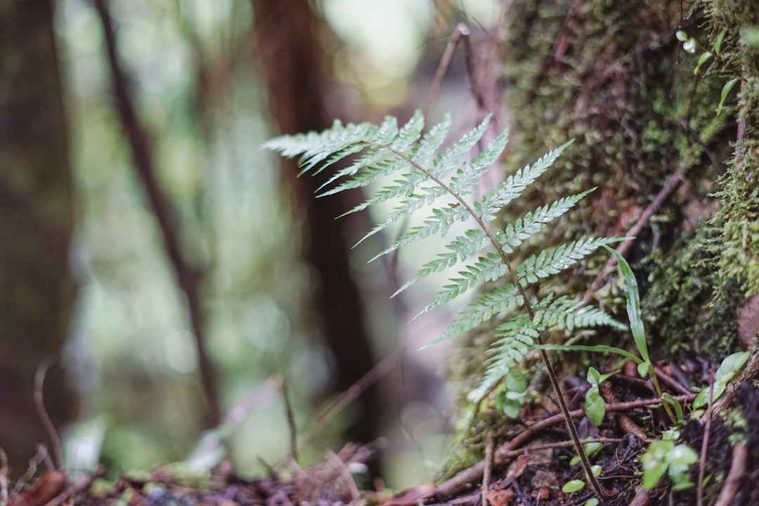 Top 10 Best Indoor Plants for Low Light Environments