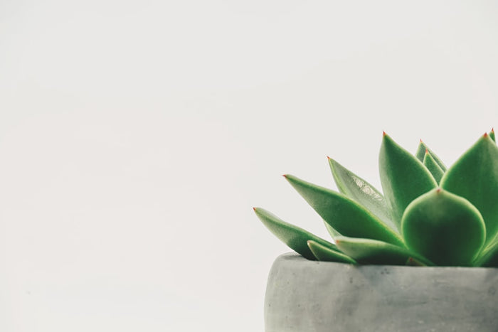 Revive a Dying Houseplant with These Expert Tips