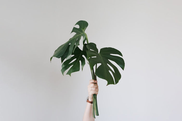 Mastering Urban Jungle Styling for Modern Living Rooms