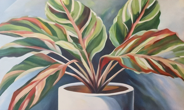 Top Low Light Indoor Plants: Beautify Your Space Easily