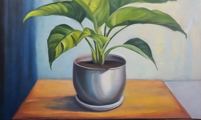 Top Indoor Plants for Low Light Spaces