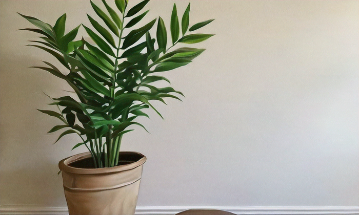 Top 10 Best Indoor Plants for Low Light Environments