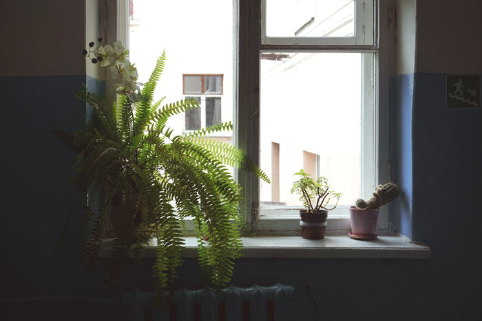 Effortless Plant Care Routine for Busy Urban Professionals