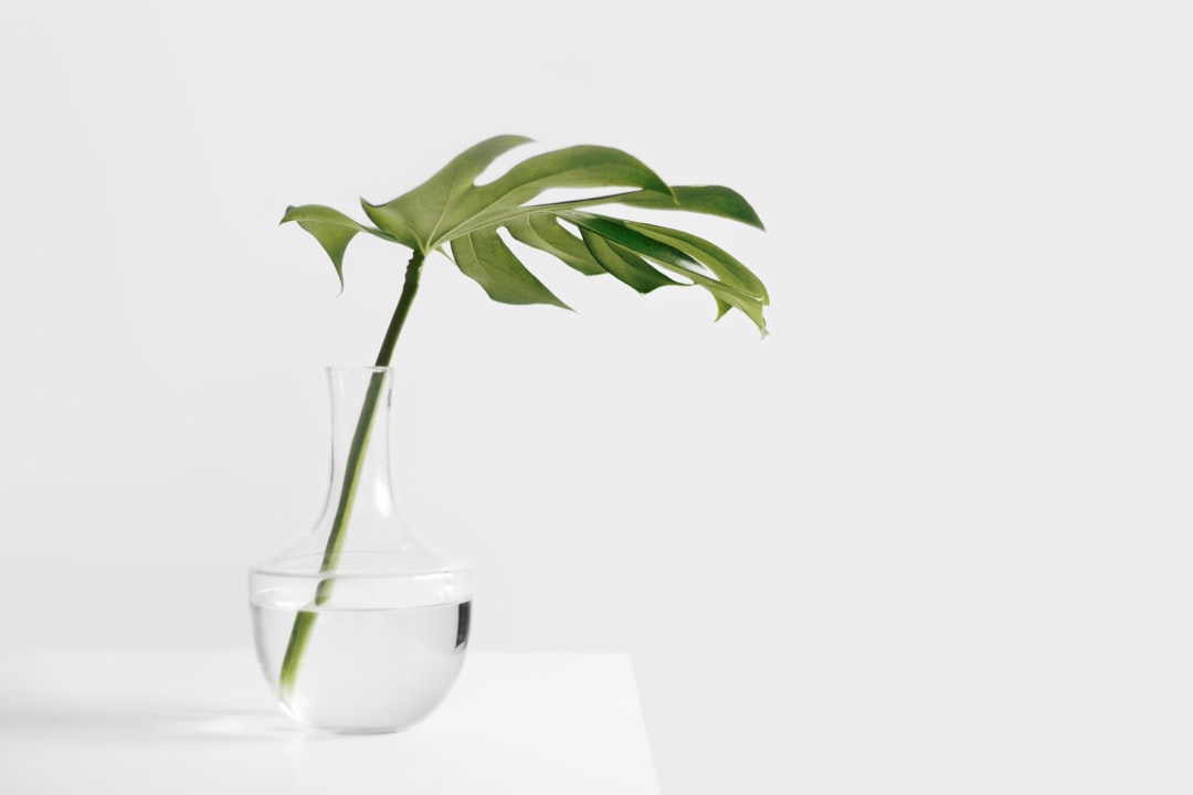 Best Low-Light Succulents for Productive Office Spaces