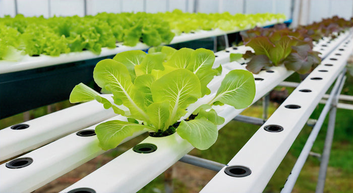 Mastering Hydroponics: A Comprehensive Guide to Growing Plants Without Soil
