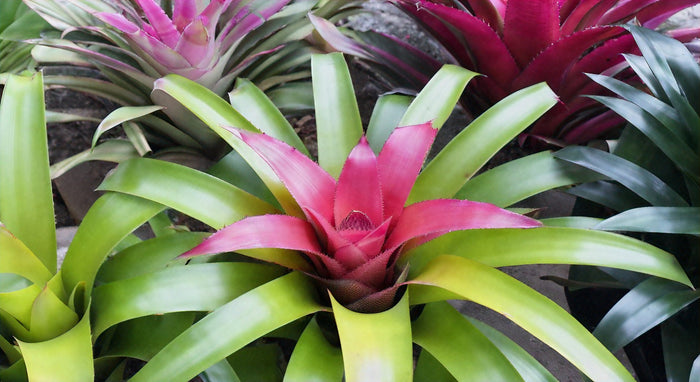 La Bromelia Medusa: Guía Completa para Cultivar y Cuidar esta Planta Única