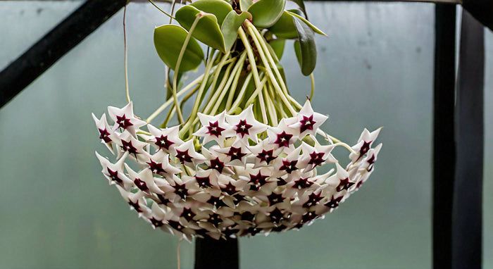 Hoya Shooting Star Plant: A Complete Care Guide for Stunning Indoor Greenery