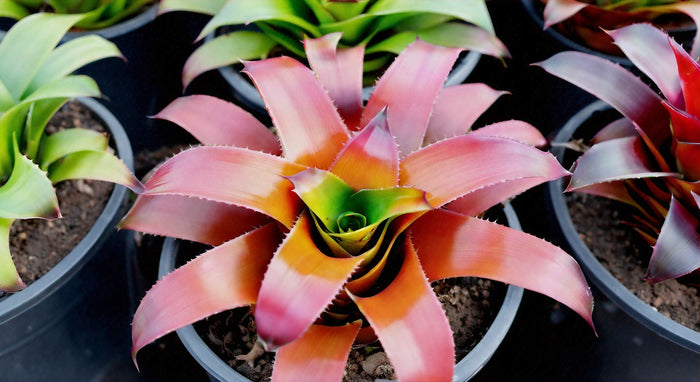La Belleza de Bromelia Neoregelia Donna: Guía Completa para Cultivar y Cuidar esta Espectacular Variedad de Planta