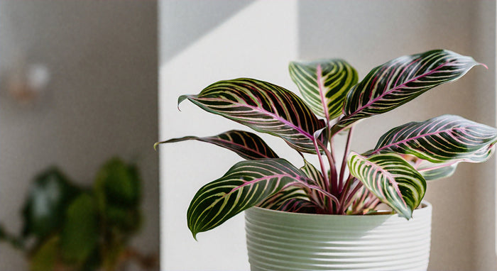 Consejos de Cuidado para la Planta Oración: Guía Completa