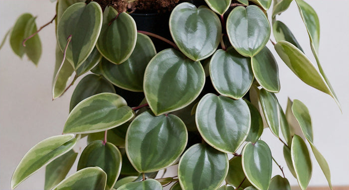 Where to Find the Best Hoya Chelsea for Sale: Your Ultimate Guide to Purchasing This Stunning Plant