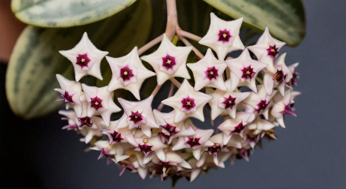Where to Find Hoya Chelsea for Sale: Your Complete Guide