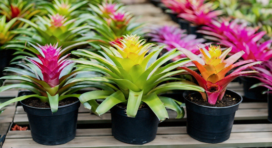 Donna Bromeliad Beauties: A Guide to Growing and Caring for Stunning Bromeliad Plants