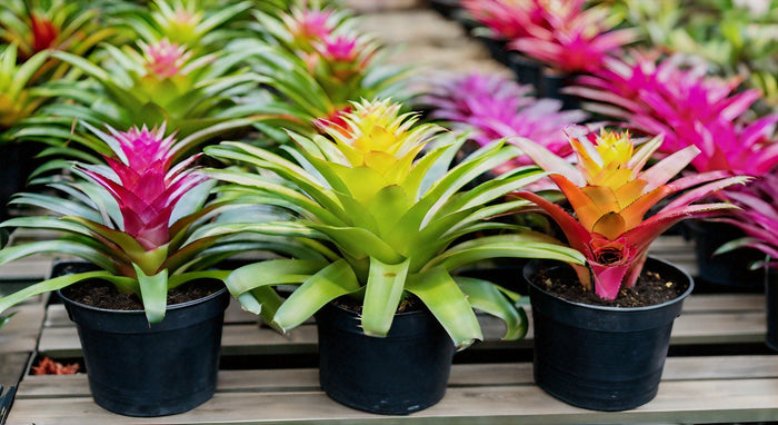Donna Bromeliad Beauties: A Guide to Growing and Caring for Stunning Bromeliad Plants