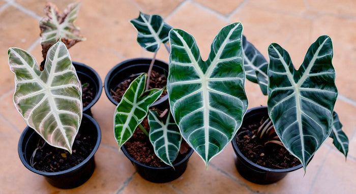 Ultimate Guide to Caring for Alocasia Dawn Variegated Plants