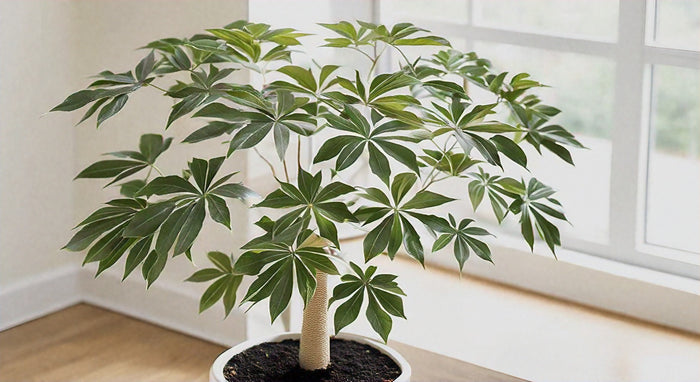 Aralia Bianca: Guida Completa alla Coltivazione e Manutenzione di Questa Pianta Unica