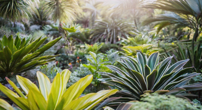 Explorando el Maravilloso Mundo de la Botánica: Guía Completa