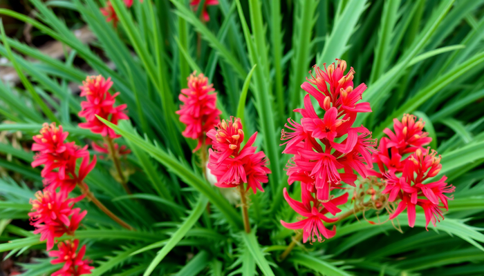 Vriesea Christiane: A Comprehensive Guide to Its Care and Unique Characteristics for Plant Lovers