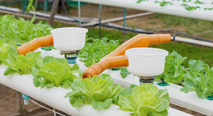 Hydroponics 101: A Beginner's Guide to Growing Plants Without Soil