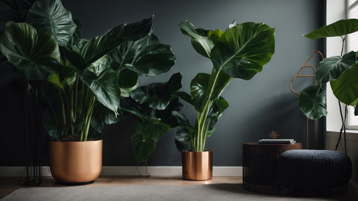 Alocasia Houseplants: A Journey into Tropical Elegance