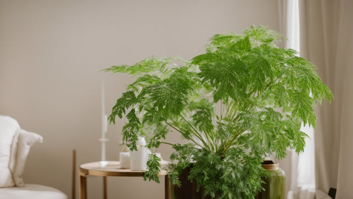 Aralia Houseplant: A Statement Piece for Peaceful Homes