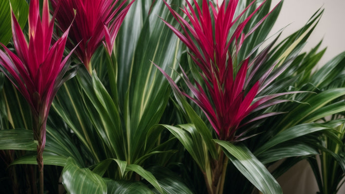Cordyline Houseplants: The Ultimate Review and Care Guide