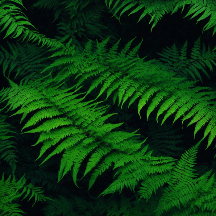 Fern Collection Houseplants Plantonio