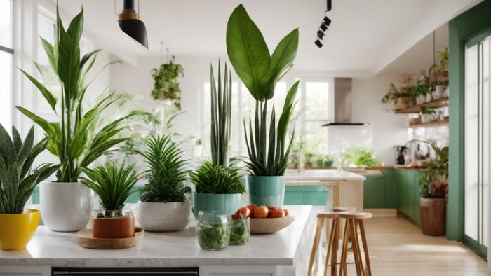 Snake Plant Sensation: Insider Secrets for Space Enhancement