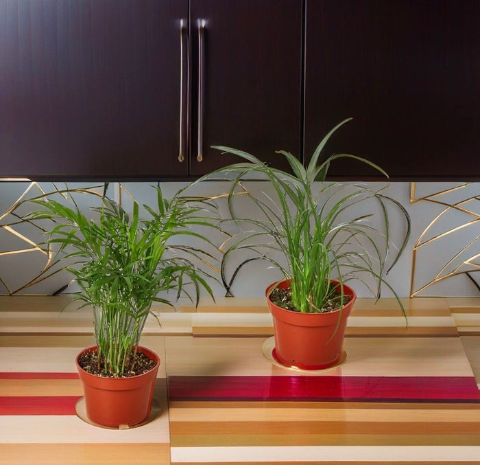The Ultimate Guide to Choosing the Best Air Purifying Houseplant for Your Home