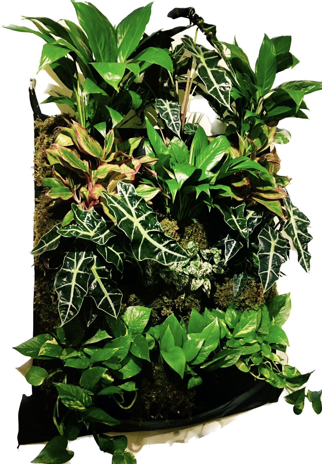 Secret Houseplant Care Tips From a Master Houseplant Grower: A Behind-the-Scenes Look at the San Diego Botanic Garden's World of House Plants Exhibit