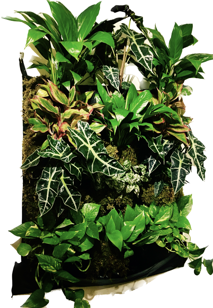 Secret Houseplant Care Tips From a Master Houseplant Grower: A Behind-the-Scenes Look at the San Diego Botanic Garden's World of House Plants Exhibit