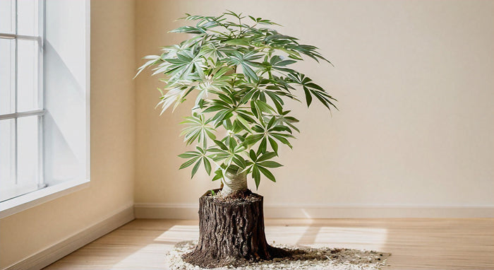 The Top Ming Stump Care Tips for Thriving Indoor Plants