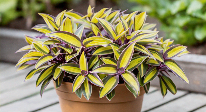 Guía Esencial para Cultivar Tradescantia Sitara Gold: Cuidados y Consejos
