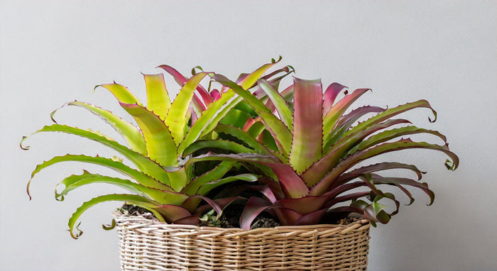 Medusa Bromeliad: The Ultimate Guide to Growing and Caring for This Unique Houseplant