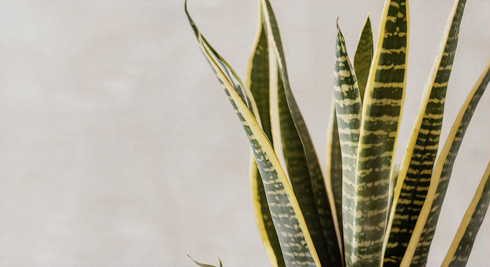 Consejos de Cuidado para la Planta de Serpiente: Guía Completa