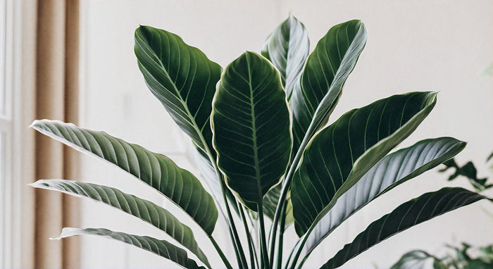 Nombres Científicos de la Planta Goldfish: Guía Completa